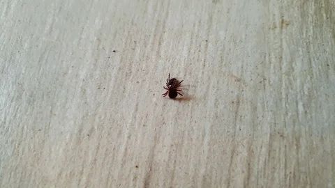 A Couple Of Tick Parasite From Forest Crawling On The Wooden Surface. - Stock Footage 129324955