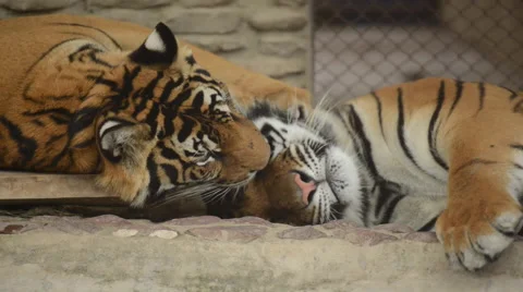 Couple of Tigers Stock Footage 48652362