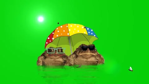 A couple of toads. Video stock 135351291