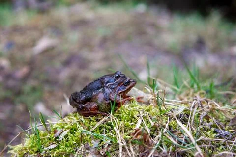 Couple of toads Stock Photos