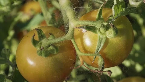 Couple of tomatoes. Almost ready to be harvested. Organic farming, real food Stock Footage 137006612