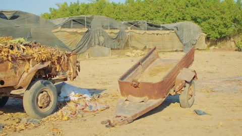 A couple of trailers in the rural setting with weathered greenhouses Видео 307350452