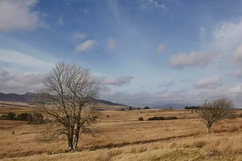 A couple of trees in a field Stock Photos