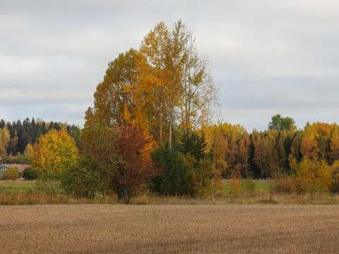 Couple of trees Stock Photos