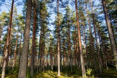 Couple of trees Stock Photos