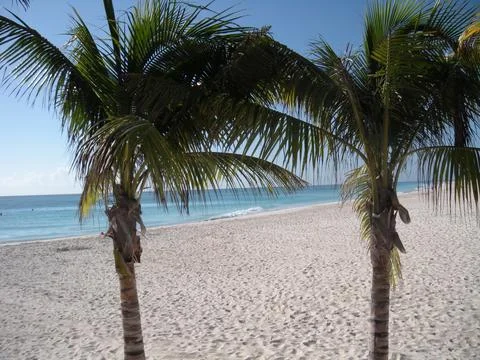 Couple of trees on pristine beach 写真素材