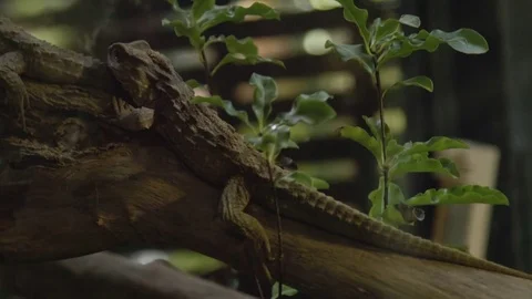 A Couple of Tuatara Stock Footage 82671579