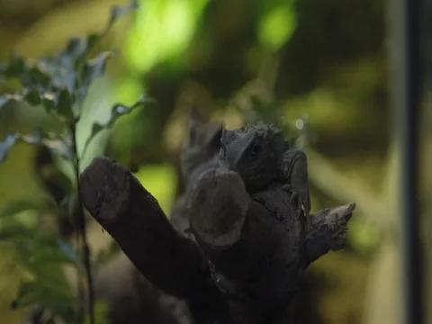 Couple of Tuatara Lizard Stock Footage 83526112