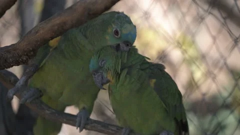 A couple of Turquoise-fronted amazon parrot have a grooming session 스톡 동영상 144065816