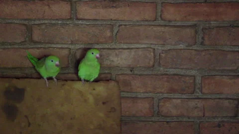 A couple of Turquoise-fronted Parrots inside a house Stock Footage 276201246