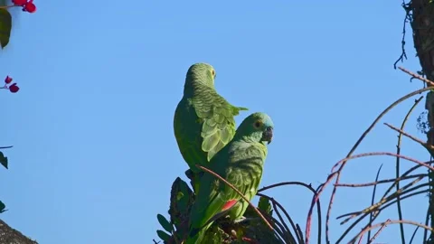 Couple of Turquoise-fronted parrots on a tree trunk in the Atlantic Rainforest Stock Footage 259315104