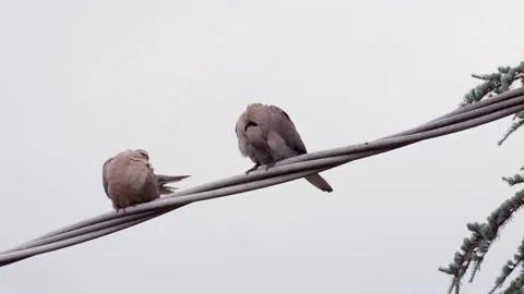 Couple of turtles doves on wire Stock Footage 178942046