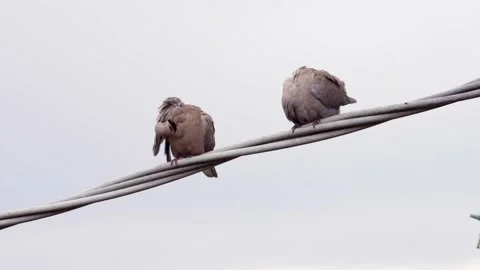 Couple of turtles doves on wire Stock Footage 178942623