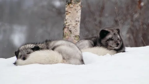 A couple of two Arctic foxes (Vulpes lag... | Stock Video | Pond5