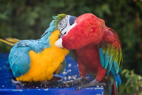 Couple of two multi-colored macaw parrots kissing and chatting while sitting on Stock Photos