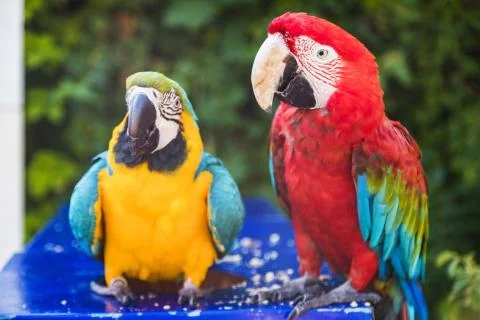 Couple of two multi-colored macaw parrots kissing and chatting while sitting on Stock Photos