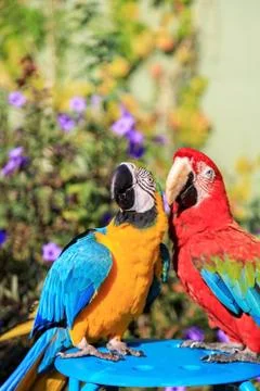 Couple of two multi-colored macaw parrots kissing and chatting while sitting on Stock Photos