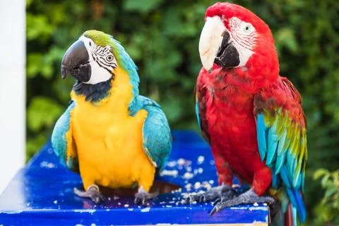 Couple of two multi-colored macaw parrots kissing and chatting while sitting on Stock Photos