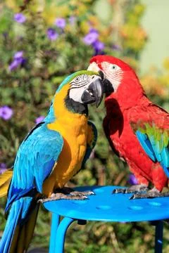 Couple of two multi-colored macaw parrots kissing and chatting while sitting on Stock Photos