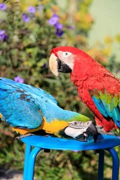 Couple of two multi-colored macaw parrots kissing and chatting while sitting on Stock Photos