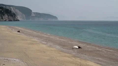 A couple under sunshade on windy beach Stock Footage 24737478