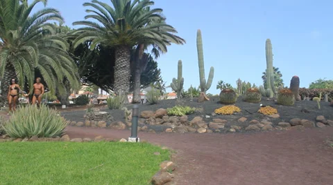 Couple on vacation in swimsuits walking in a tropical garden Stock Footage