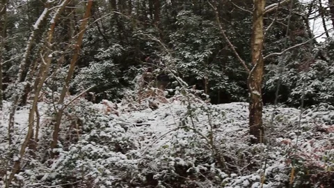A couple walk up a forest path in the snow Stock Footage 83409261