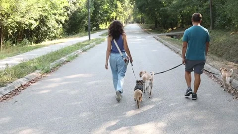 Couple walk guiding their three dogs Stock Footage 282174342