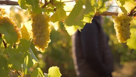 Couple walk through grape vines early morning Stock Footage 112363368