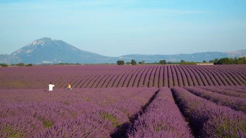 A couple walking among lavender fields in Provence Stock Footage 112283691