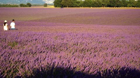 A couple walking among lavender fields Stock Footage 112283811