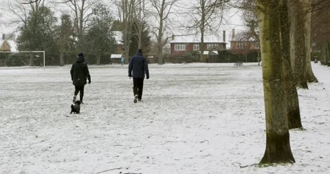 A couple walking away from camera in a park while their small dog runs after the 库存影片 148321982