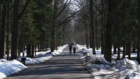 Couple walking away on park path in winter Vídeo Stock 295550130
