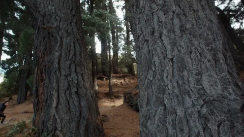 A couple walking between the trees in a New Zealand forest Stock Footage 100019527