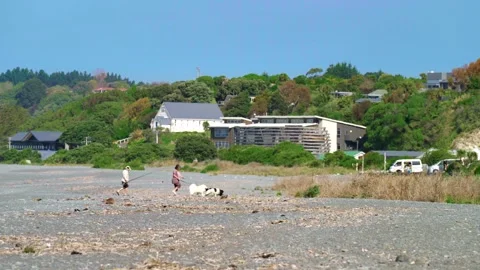 Couple walking dog on beach Stock Footage 257653448