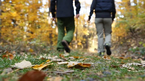 Couple walking with dog in forest Stock Footage 61500056