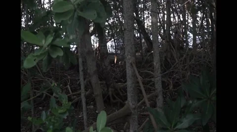 Couple walking down path between trees Stock Footage 54164789