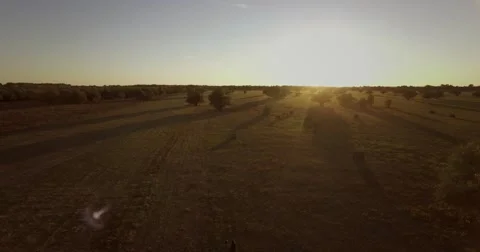 Couple is walking on a field at sunset with trees and haystacks retracted Stock Footage 68093283