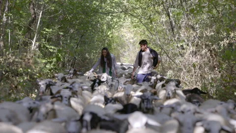 Couple walking with flock of sheeps Stock Footage 235393418
