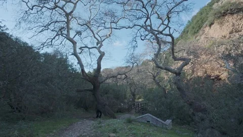 Couple Walking Forest Canyon Trail with Bridge and Spring in Winter Park Stock Footage 338106403