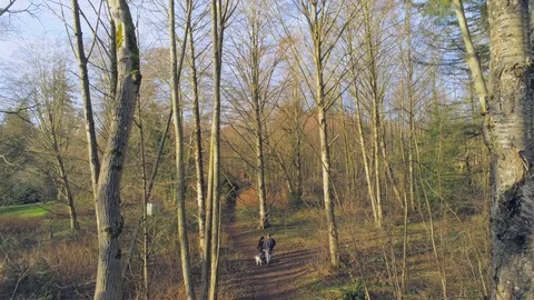 Couple walking in a forest with a pan up showing trees. Stock Footage 104879458