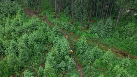 Couple walking by forest trail in mountains hiking concept Stock Footage 157205572