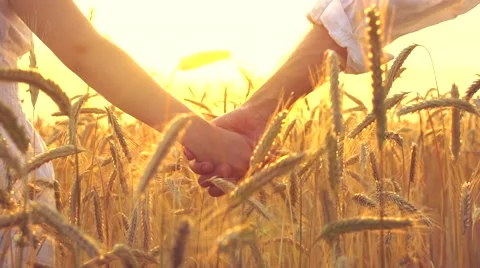 Couple walking on golden wheat field and holding each other's hands over sunset Stock Footage 59081824