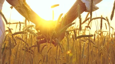 Couple walking on golden wheat field and holding each other's hands over sunset Stock Footage