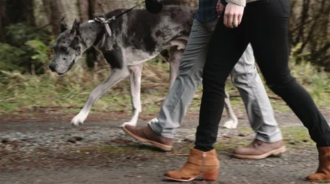 Couple Walking Great Dane Stock Footage 68453946