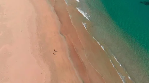 Couple walking at the lonely beach Stock Footage 105695306