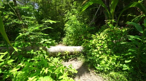Couple walking over tree trunk Stock Footage 45543558