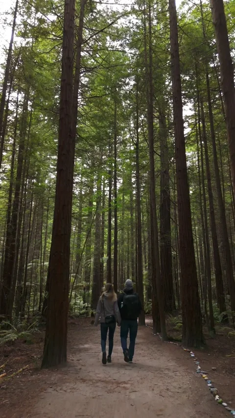 Couple Walking Through Tall Forest Trees on Scenic Nature Trail, Vertical Shot Stock Footage 331289255