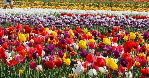 Couple Walking Through Tulips Stock Footage 89571443