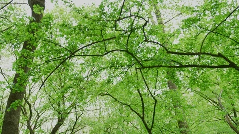 Couple walking under green branches Stock Footage 99962331